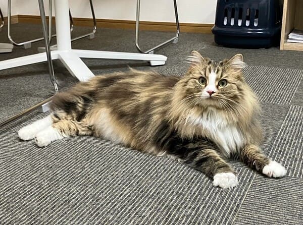 元保護猫が広報担当 ネコ不動産が描く、空き家対策と動物愛護をつなぐ熊本の未来